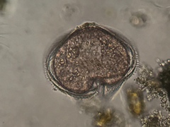 Protoperidinium