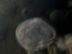 Protoperidinium