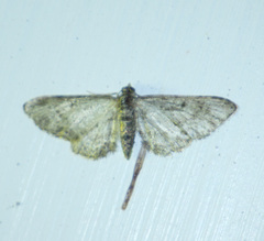 Eupithecia inturbata