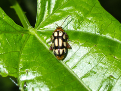 Disonycha scriptipennis