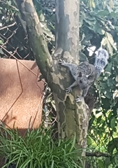 Sciurus variegatoides