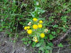 Helichrysum cooperi