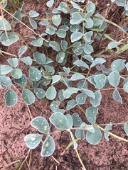 Tephrosia lindheimeri