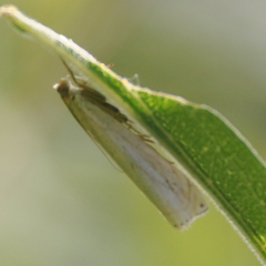 Crambus albellus