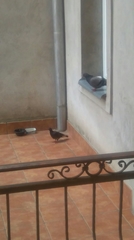 Columba livia domestica