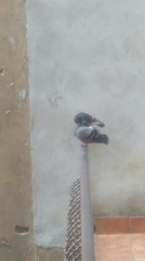 Columba livia domestica