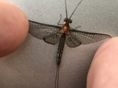 Ephemeroptera