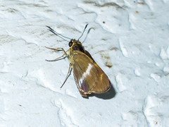 Tirynthia conflua