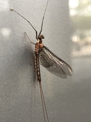Ephemeroptera