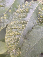 Aceria cinereae