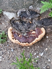 Fungi