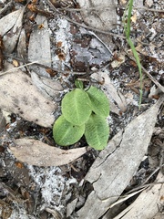Pterostylis ophioglossa