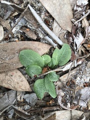 Pterostylis ophioglossa