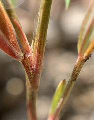 Polygonum douglasii