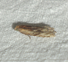 Eucosma cana
