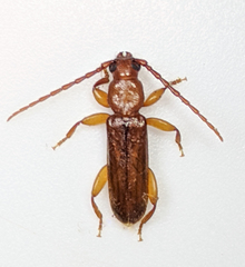 Smodicum cucujiforme