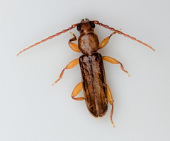 Smodicum cucujiforme