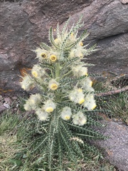 Cirsium funkiae