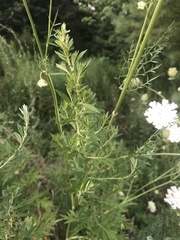 Daucus carota