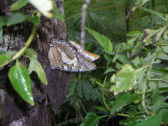 Polyura galaxia