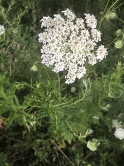 Daucus carota