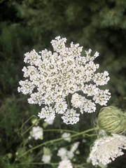 Daucus carota