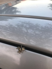 Phidippus carolinensis