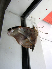 Doleschallia bisaltide