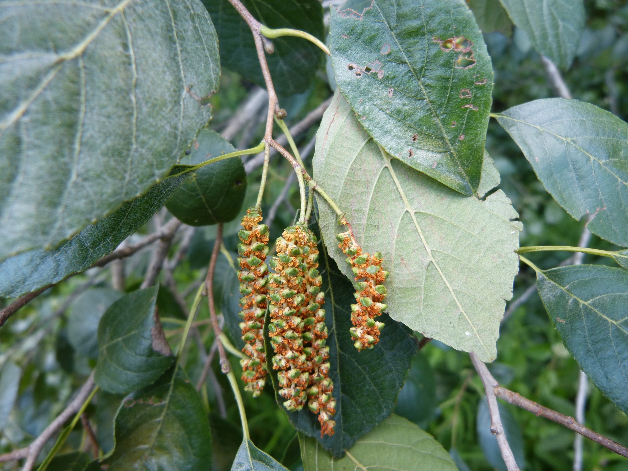 Alnus maritima