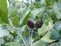 Alnus maritima