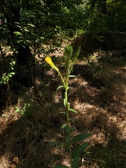 Oenothera elata hirsutissima