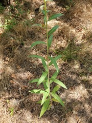 Oenothera elata hirsutissima