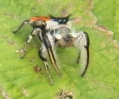 Phidippus insignarius