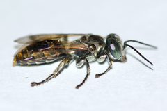 Tachytes obductus