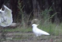 Cacatua galerita galerita