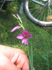 Gladiolus palustris
