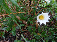 Dryas