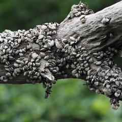 Dreissena polymorpha