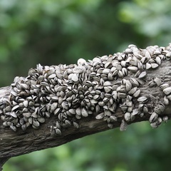 Dreissena polymorpha