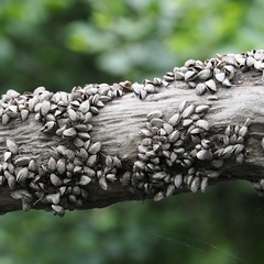 Dreissena polymorpha