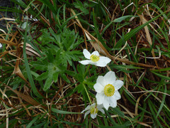 Anemonastrum