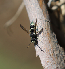 Stenodynerus blandus