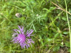 Centaurea × moncktonii