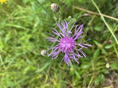 Centaurea × moncktonii