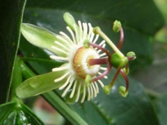 Passiflora apetala