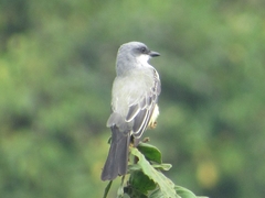 Tyrannus niveigularis