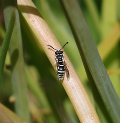 Stenodynerus blandus