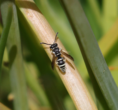 Stenodynerus blandus