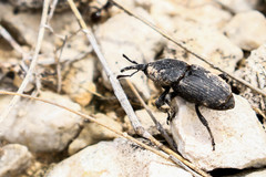 Scyphophorus