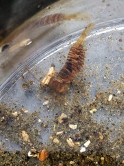 Heptacarpus pugettensis